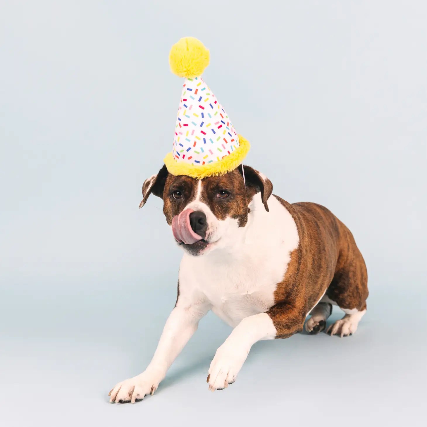 Time To Celebrate Dog Toy Hat